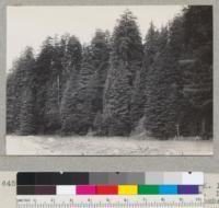 Redwood. Edge of forest. Franklin K. Lane Grove. Between Garberville and Miranda. Natural front facing river bed farm of Coombs'. 2-27-38. E. F