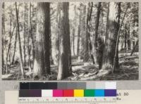 White Fir. North Fork American #4. Site 80 feet at 50 years. Volume 89,400 board measure per acre. Age, 65 years