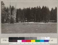 Mature red fir along a glade just west of main Spanish Peak. July 1933. E.F