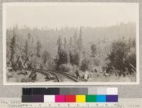 Number 159266 U.S. Forest Service. Cutover land above North Spur, Mendocino County, Union Lumber Company