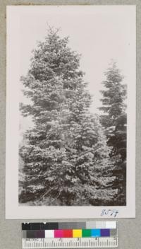 White fir tops with cones. July 1951