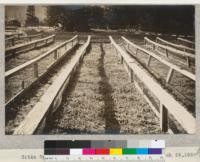 Sitka Spruce seed. Sown April 24, 1923. Photo March 25, 1924