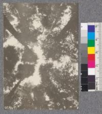 Secondgrowth Redwood Yield Study. Eureka Park - plot #8. View of crowns of a 50 year stand of fir, spruce and redwood. 140 thousand board feet per acre. Oct. 1922