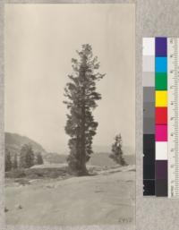 Pinus monticola on Spanish Peak, near Camp Califorest. August, 1923