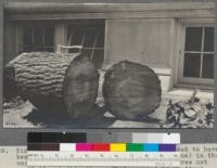 Rings cut from the stump of what was supposed to have been the largest Torrey pine (Pinus torreyana) in the world. Particulars of the growth of this tree not available at this time