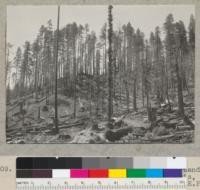 Redwood selective logging. View from Landing #20. Holmes Eureka Lumber Company. Camp Bemis, Van Duzen River. 6/26/40. E.F. [Handwritten addition to caption: "Tractor logging."]