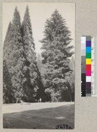 Sequoia gigantea and Pinus lambertiana on north end of clearing, Whitaker's Forest. August 1935. Metcalf