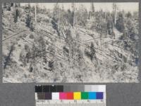 Trees felled, bucked, and ready for yarding. Spanish Peak Lumber Company, Meadow Valley, California