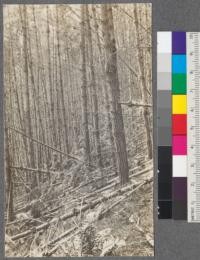 Natural pruning and decrease in numbers due to crowding. Stand of Bishop Pine (Pinus Muricata), Point Reyes, California. Oct. 1914. A. E. Weislander