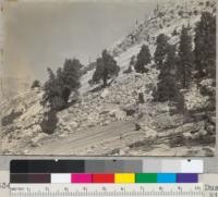 Juniperus occidentalis. On slope of Dusy Creek Canyon, upper Middle Fork Kings River. Sierra National Forest. The tall slender trees to extreme right are lodgepole pine. 8-21-39. E.F