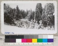 Looking towards headquarters across the plantation area above the pool from point near garage, at Whitaker's Forest. November 1945. Metcalf