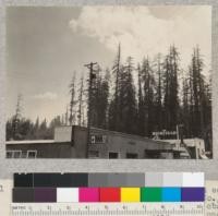 View of tops of trees in grove on south edge of Weott on Redwood Highway, Humboldt County, California. Taken for record and for later observation of changes in tops. This photo one of a series of four (#5528-31). 7-14-32, E.F