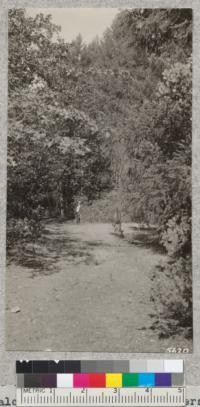 Trail along old road through University Forest in Mendocino County in Douglas Fir, Oak, Manzanita type. 1932. Metcalf