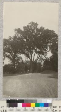 The southern red or Spanish oak is one of the finest shade trees of the south. This is a fine example of the tree north of the big lawn at Mount Vernon. Basswood at left and small holly at right