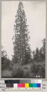 Two fine Sequoia Gigantea trees on the Wright Ranch near Bunell School, Santa Cruz County. Planted from cans in 1872. S. tree 2.94 ft. diameter at breast height x 102 ft. tall) Oct. 1937 N. tree 3.46 ft. diameter at breast height x 122 ft. tall) Oct. 1937 Metcalf