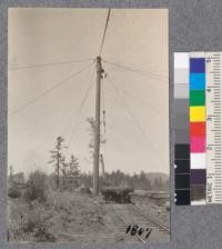 Combined high lead pole and loading gin pole. San Vicente Lumber Company, Santa Cruz