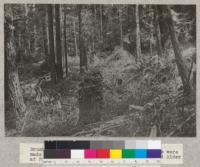 Brush and tops left on ground after thinnings were made in 2nd growth stand of Fir, Redwood, and Alder at Freshwater, August, 1923