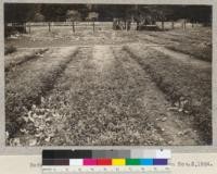 Redwood seed sown February 13, 1924. Picture taken November 3, 1924