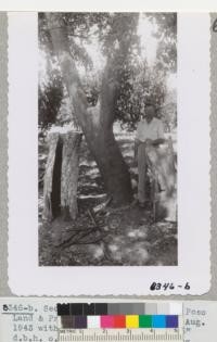 Second cork oak stripped at Poso Land & Products Company Ranch, Wasco, August 1943 with Manager V. H. Taylor. 20.5" diameter at breast height outside the bark & 18.3" after stripping. Length stripped was 9.8 ft. and yield 71 pounds of cork. Metcalf