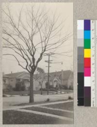 Elm tree after pruning. For details, see #4026 and 4028. 1928, E.F