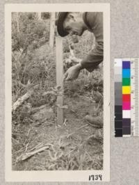 Red Oak seedling in Campbell Creek Plantation. Set out March, 1921. Photo taken July 1, 1921. Mendocino County, California