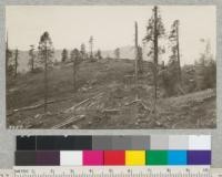 A knoll at 5000 ft. elevation logged by Madera Sugar Pine Company in 1925. Note cleanness of area due to utilization of much of the debris for fuel wood. Trees left are mostly Incense Cedar and defective white fir. May, 1925