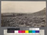 Nothing remains but Sage and Rabbit brush and Gutierrezia as far as the eye can see. Just across the road north of the Phopiana Ranch. This land has been under improper methods of range management for 25 years. T 11 S, R 22 E, Secs. 1 and 2