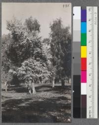 Plot G. In foreground, the beautiful blue-foliaged Eucalyptus pulvigera or pulverulenta. In background, three trees of Eucalyptus bosistoana. Jan. 1918