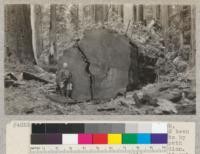 Redwood Region. A windfall on Bull Creek, near Dyerville, Humboldt County, California. Had been on ground many years; split into products by Mr. Skiffington in 1929. 1435 years growth at butt cut 15' above ground line; 12' diameter at butt cut. Very few fire scars at butt cut. W. G. Corbitt in picture. Total length 325' found, plus top. Length 222' to first break. Diameter 72". Diameter at 141' - 85". Length used 162'. Produced 108,450 shakes, 14,500 36" shakes. Vol. of 162' = 85740 board feet. Scale of products 53542; rot 17240; slabs and waste 14958 ft. E. Fritz, June 1929