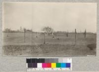 Grounds of the Stockton Golf and Country Club, Stockton, California showing trees planted spring of 1921 and 1922. The weeping willow in center is seven years old. This land was formerly inundated swamp and has been reclaimed by drainage. Club house in background is on the levee bank of the river. February 20, 1923