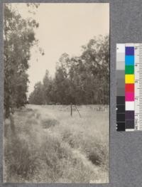 Apiary of the E. & W. roadway through 88 acre grove of Eucalyptus rostrata north of Buckeye Creek near Dunnigan, Yolo County. This is good soil, worth about $125.00 per acre for the bare land. Trees are 11 years old. July, 1922