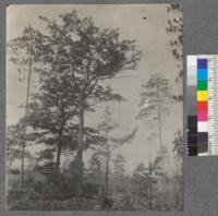 Pines and oaks on sand plain. Metcalf. [Michigan?]