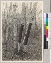 Betula papyrifera. Removal of bark is cause of death of two trees. Itasca Park, Minnesota