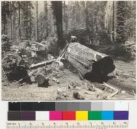 Redwood Region. Tractor logging. The same log shown in #6887. A heavy butt log, pulled by 2 Caterpillar RD-8 tractors in tandem, with Hyster arch. Loading boom in background. 6-11-41. E.F