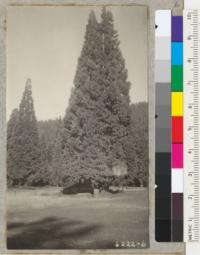 The Whitaker's Pride group of sequoias shelters the new grave of Horace Whitaker, donor of the Forest. Metcalf. 1938