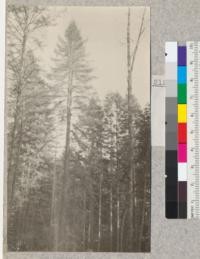 Big River, Mendocino County, California. Redwood Second Growth Cutting Experiment plot. Showing the top of a dominant forked tree. The forks are practically equal in size in this specimen. In most other cases, the forks were very unequal in size. This tree was about 135' high. March 1923, E. Fritz