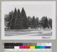 Sequoia giganteas. Oregons State campus. About 35 years old. Metcalf. Corvallis, Oregon. Sept. 1952