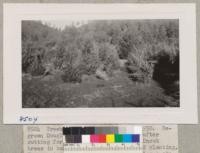 Treehaven Plantation January 5, 1950. Regrown Douglas fir trees on the flat after cutting for Christmas trees 3 years. Uncut trees in background from 1941 or 1942 planting. These cut trees need pruning to develop a single good tree. Metcalf