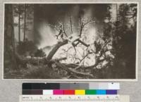 Light burning experiment, Weed Lumber Company, near Bray, California, 1920. Little damage, but cost $1.00 per acre