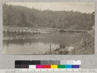 Second Growth Redwood Cutting Experiment, Project #688, Big River, Mendocino County, California. A raft of second growth logs arrived at the saw mill pond. E. Fritz, May 1923