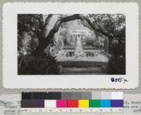 The beautiful formal garden of Mrs. Frederich Gould, Montecito, framed by branches of a coast live oak. The weeping trees are Pittosporum phylliraeoides. November 1943. METCALF