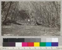 A coppice forest of California Laurel on bottomland in Second Valley, Inverness, California, Sept 1924. McLeod, Rutherford, Hall, Hanssen [Hansen?], Gevorkiantz, Edwards, Bower, McDuff, and Graham