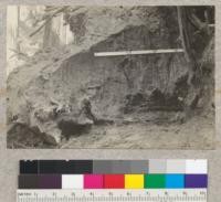 Earth heaved up with stump when 12-foot tree fell in Richardson Grove March 13, 1933. A, B, and C are old ground levels. A - B, 12"; B - C, 10 1/2". See also #5576 and #5577. April, 1933. E.F