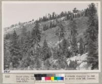 Sugar pine, Jeffrey pine, lodge pole pine stands changing to red fir and Mt. Hemlock at 6000-7000 feet on south side of Mt. Lassen. Grah 6/49