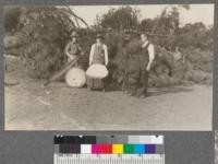 Cutting samples from Coulter Pine on campus. October 1920