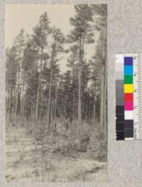 Cloquet Experiment Station, Minnesota. Plantation of White Pine under shelter of thinned Jack Pine stand. Note cutting of young Jack Pines which were interfering with planted trees