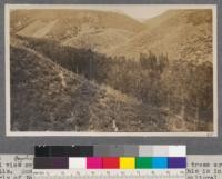 Eucalyptus, Angeles National Forest. General view over canyon planting of Del Rosa. Tallest trees are viminalis. Rostrata and tereticornis in foreground. This is in the southerly of the two plantations and is located on agricultural land. In the immediate foreground is the site of the furrow and pit planting most of which died. San Bernardino County, California. May, 1916