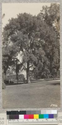 A fine cork oak (Quercus Suber) 31" diameter at breast height and 60 ft. high on the grounds of Napa State Hospital. W. Metcalf - Oct. 1931