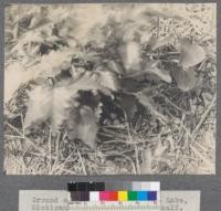 Ground sparrow nest. Douglas Lake, Michigan. Metcalf