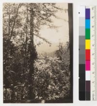 Redwood Region. Big River basin. View about S 35 E across Big River basin from Sec. 16, T17N, R16W toward Layton's Ranch on distant crest in Sec. 4, T16N, R15W, Mendocino County. Region abounds in good prospects from openings along roads and from ridges. The timber is nearly all second growth for 6 miles or more. 6-17-42, E.F